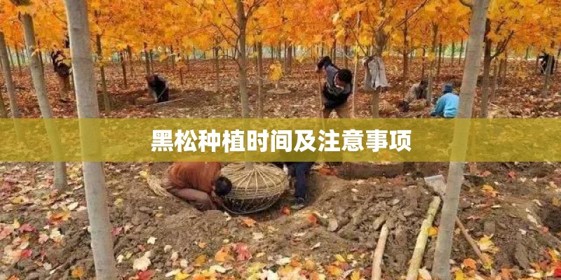 黑松种植时间及注意事项