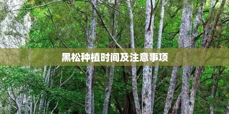 黑松种植时间及注意事项