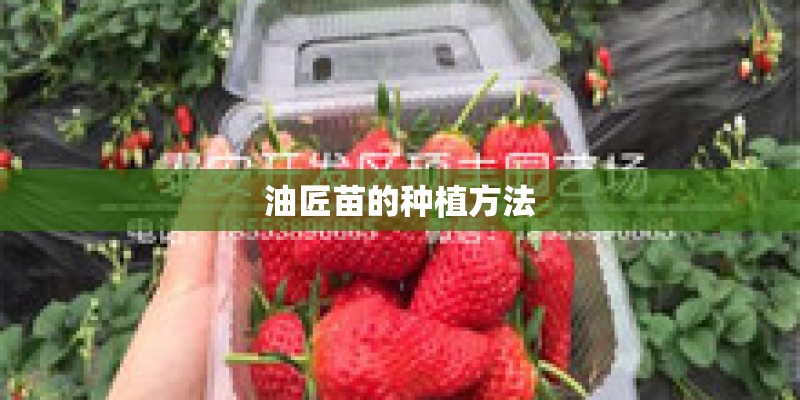 油匠苗的种植方法
