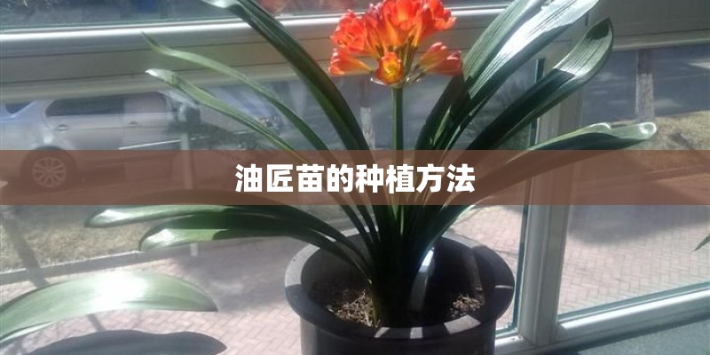 油匠苗的种植方法