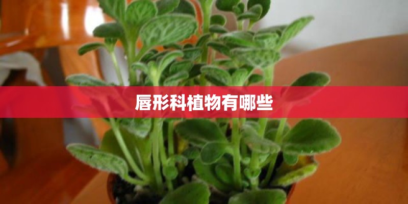 唇形科植物有哪些
