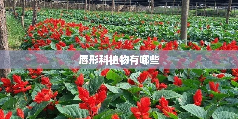 唇形科植物有哪些