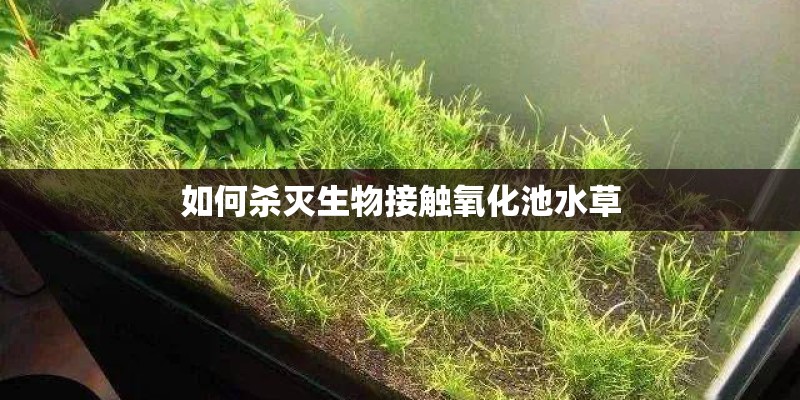 如何杀灭生物接触氧化池水草