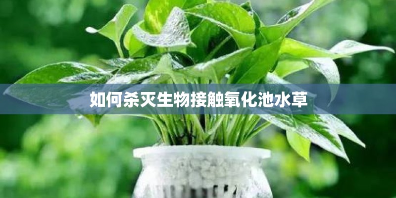 如何杀灭生物接触氧化池水草