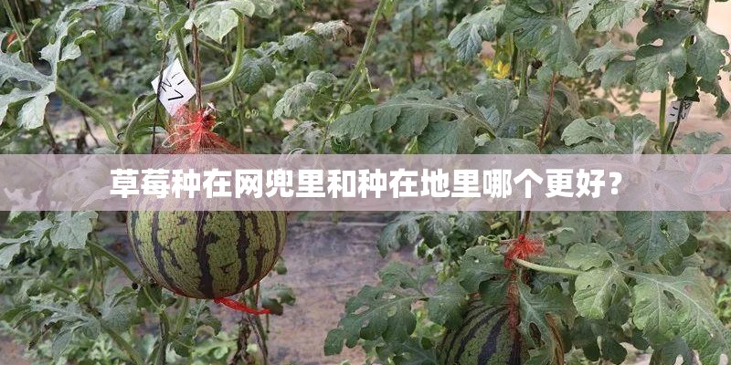 草莓种在网兜里和种在地里哪个更好？