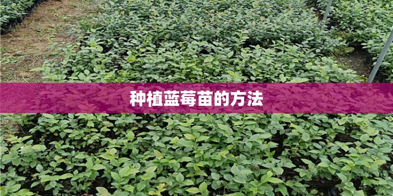 种植蓝莓苗的方法