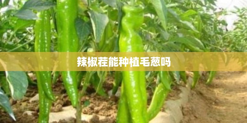 辣椒茬能种植毛葱吗