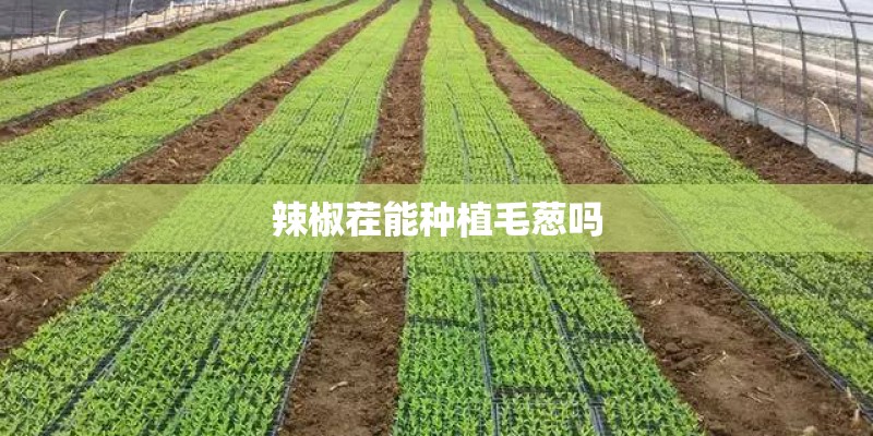 辣椒茬能种植毛葱吗
