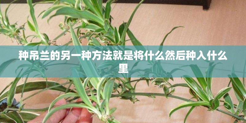 种吊兰的另一种方法就是将什么然后种入什么里