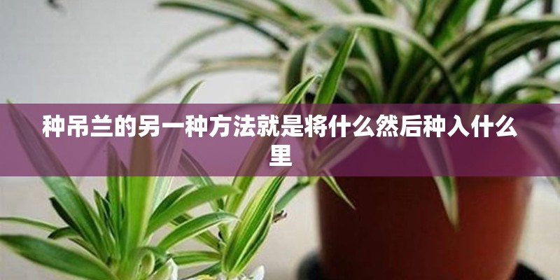 种吊兰的另一种方法就是将什么然后种入什么里