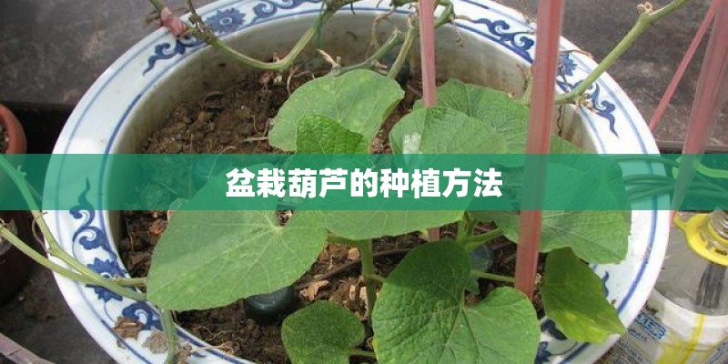 盆栽葫芦的种植方法