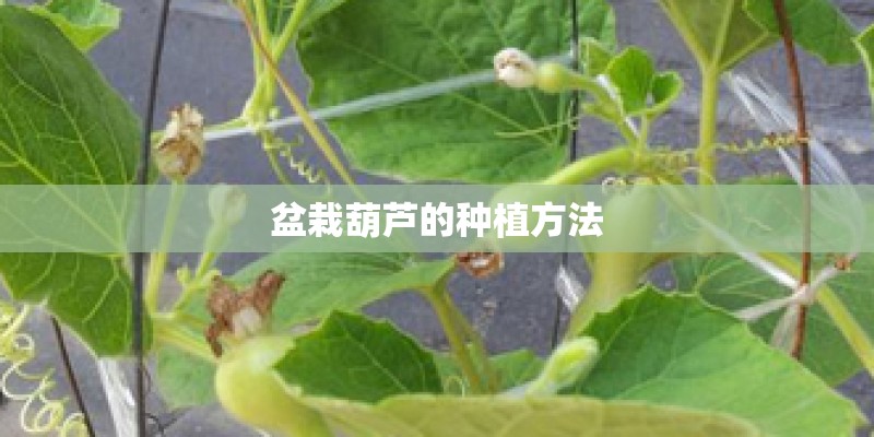 盆栽葫芦的种植方法