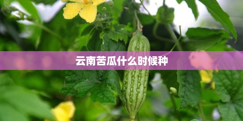 云南苦瓜什么时候种