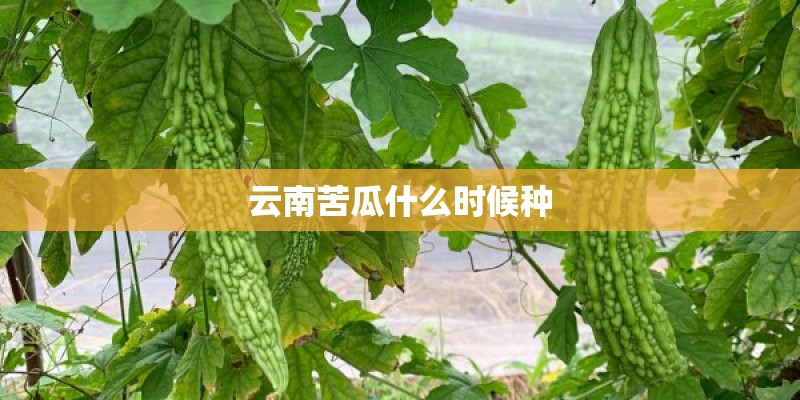 云南苦瓜什么时候种
