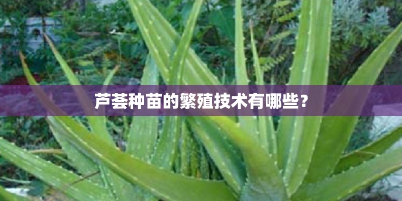 芦荟种苗的繁殖技术有哪些？