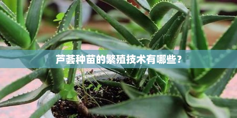 芦荟种苗的繁殖技术有哪些？