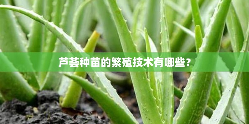 芦荟种苗的繁殖技术有哪些？