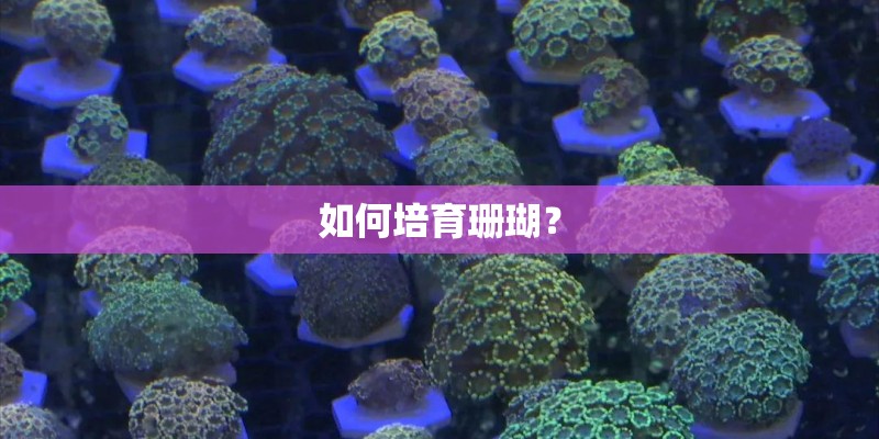 如何培育珊瑚？
