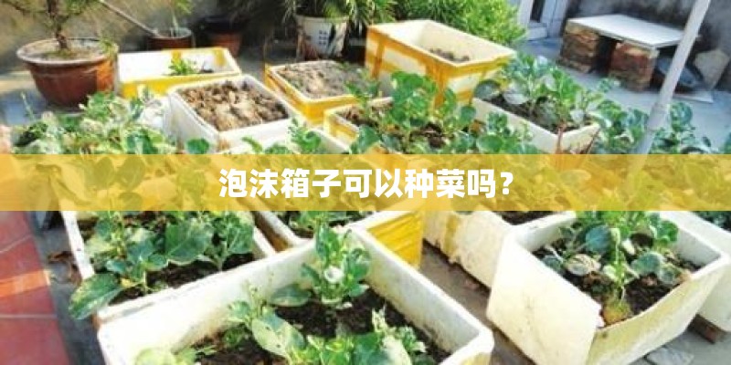 泡沫箱子可以种菜吗？