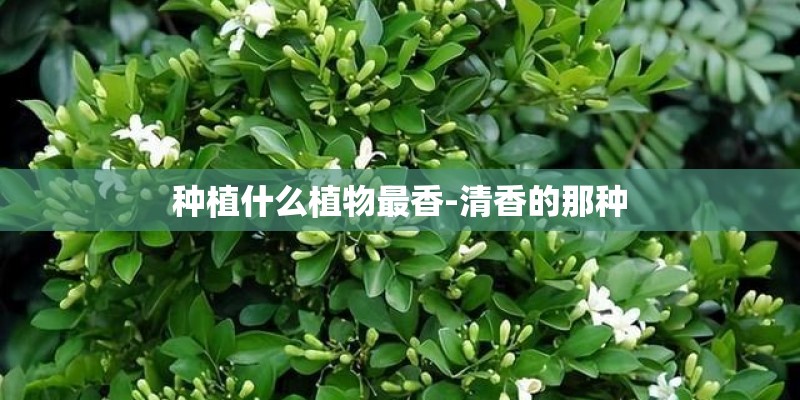 种植什么植物最香-清香的那种