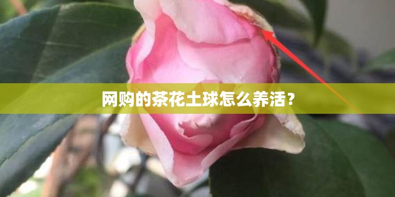 网购的茶花土球怎么养活？