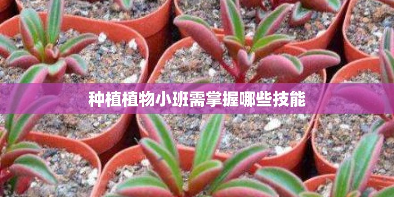 种植植物小班需掌握哪些技能