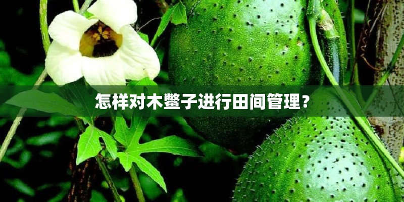怎样对木鳖子进行田间管理？