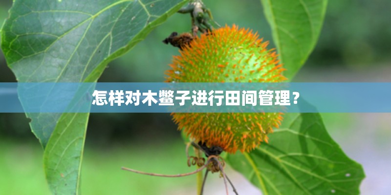 怎样对木鳖子进行田间管理？