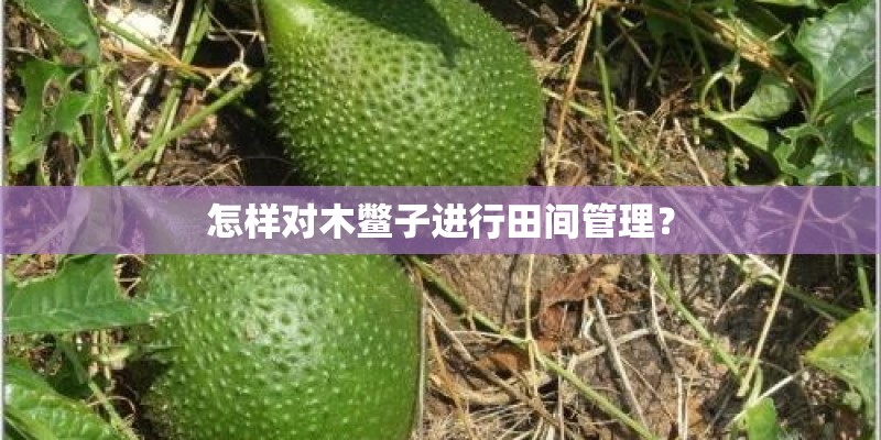 怎样对木鳖子进行田间管理？