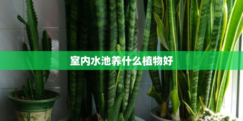 室内水池养什么植物好