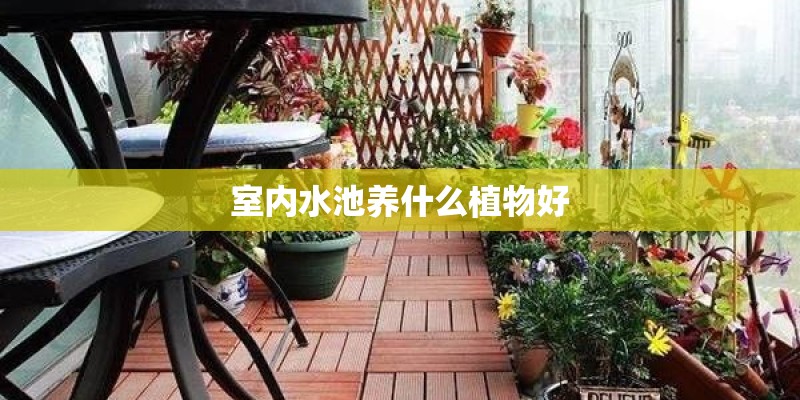 室内水池养什么植物好