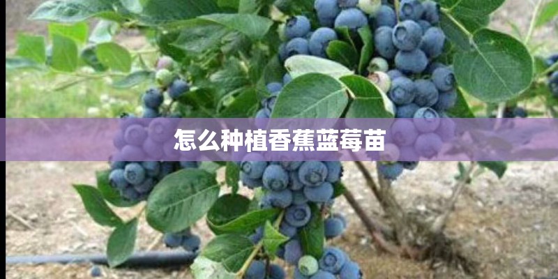 怎么种植香蕉蓝莓苗