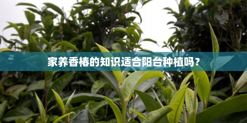 家养香椿的知识适合阳台种植吗？