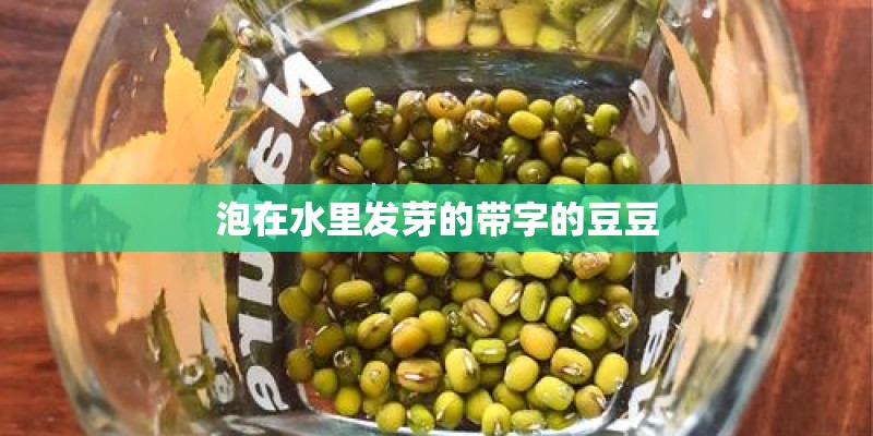 泡在水里发芽的带字的豆豆
